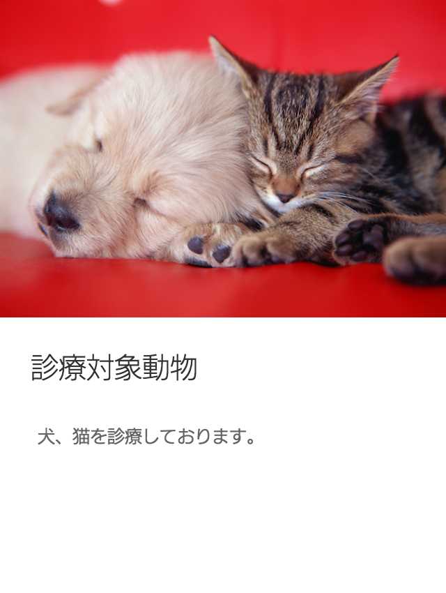 犬猫診療