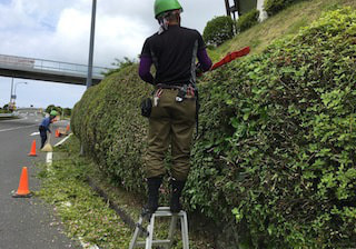 吉田樹木医