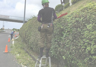 吉田樹木医