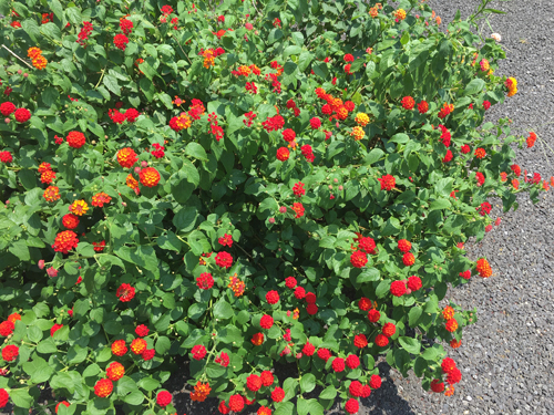 ランタナの赤い花
