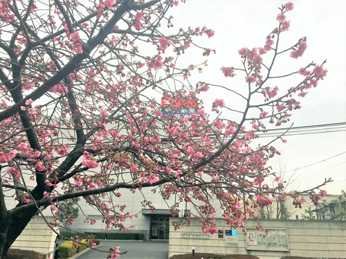 河津桜が五分咲き