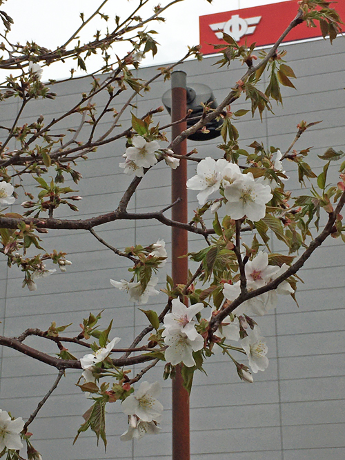 工場北側の桜が満開２